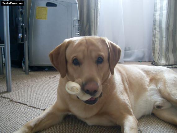 La foto del perro