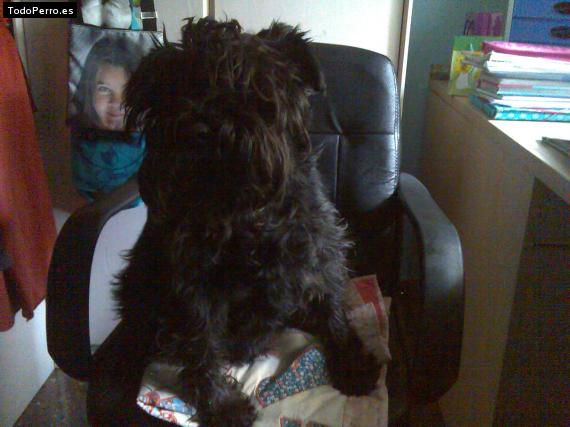 La foto del perro