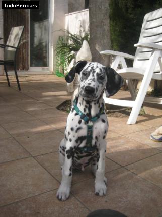 La foto del perro