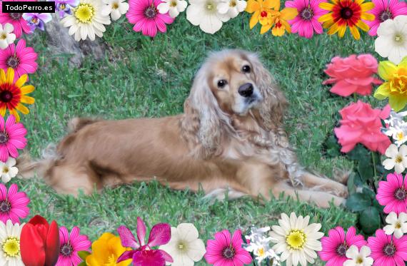 La foto del perro