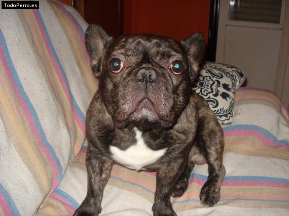 La foto del perro