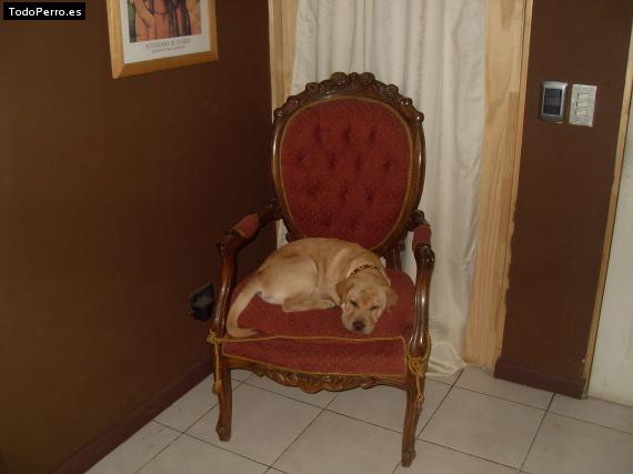 La foto del perro