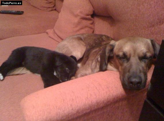 La foto del perro