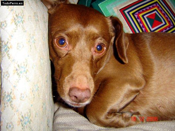La foto del perro