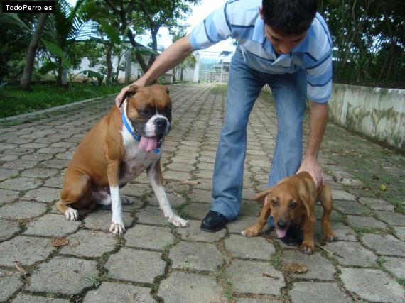 La foto del perro