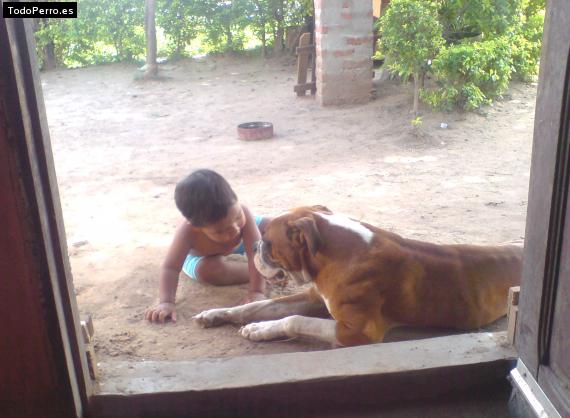 La foto del perro