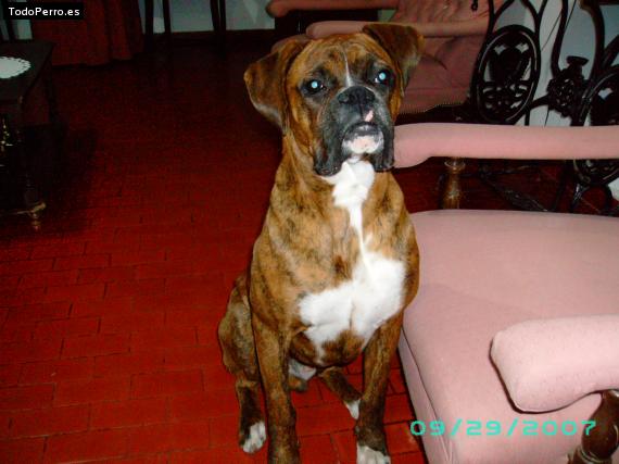 La foto del perro