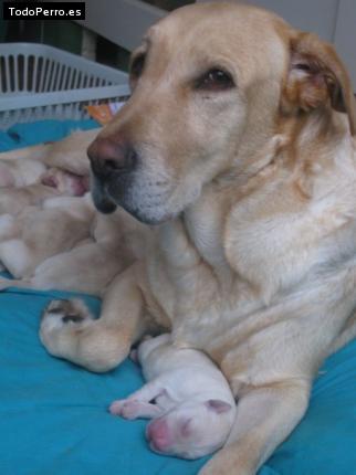 La foto del perro