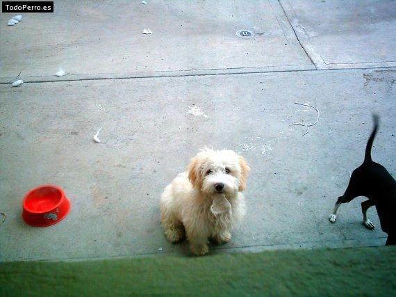 La foto del perro