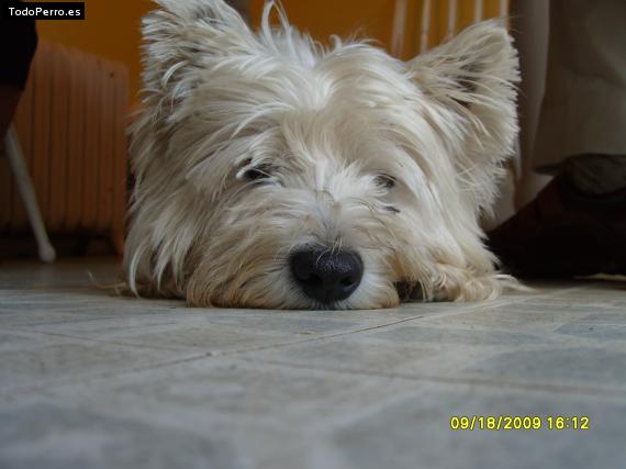 La foto del perro