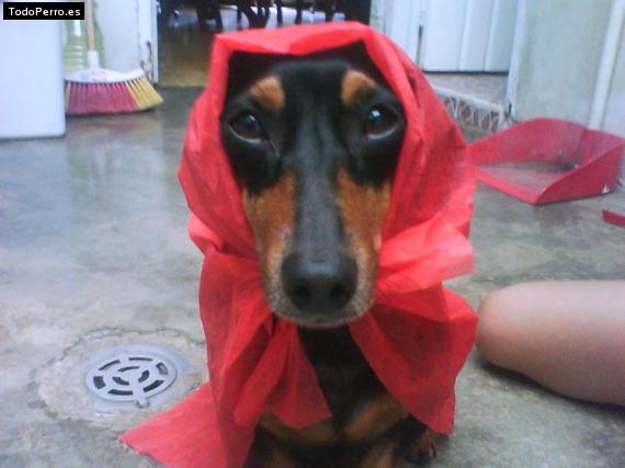 La foto del perro