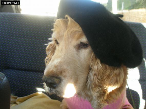 La foto del perro