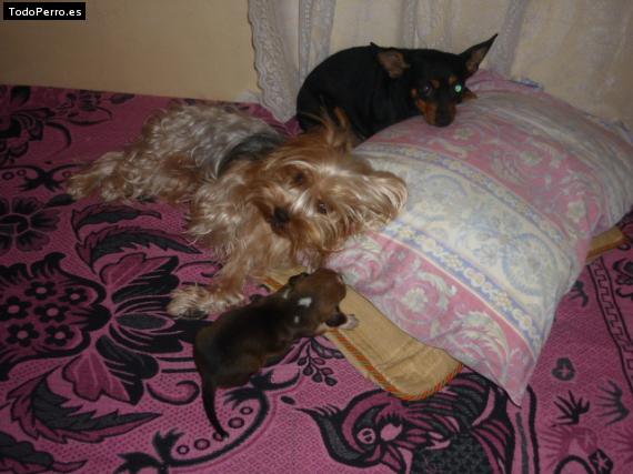 La foto del perro