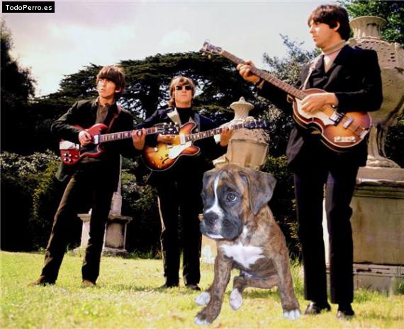 La foto del perro