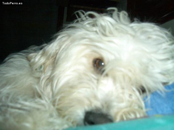 La foto del perro