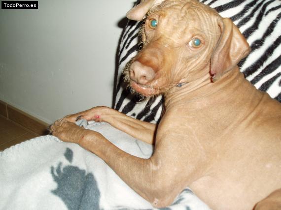 La foto del perro