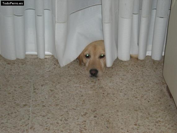 La foto del perro