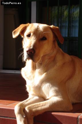La foto del perro