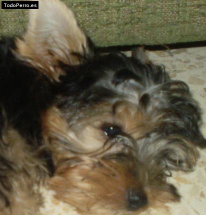 La foto del perro