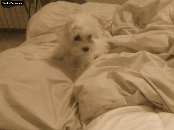 Foto del perro Wendy