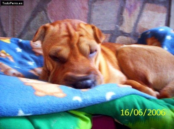 La foto del perro