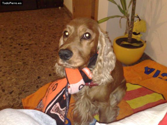 La foto del perro