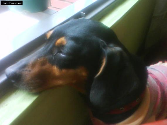 La foto del perro