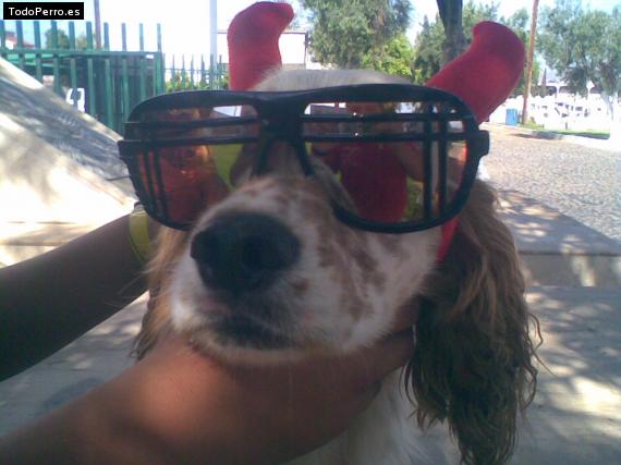 La foto del perro