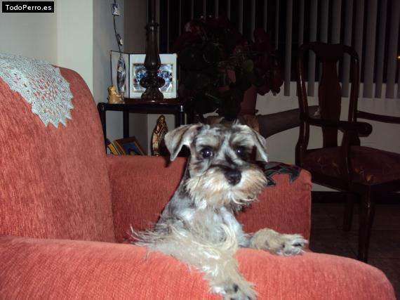 La foto del perro