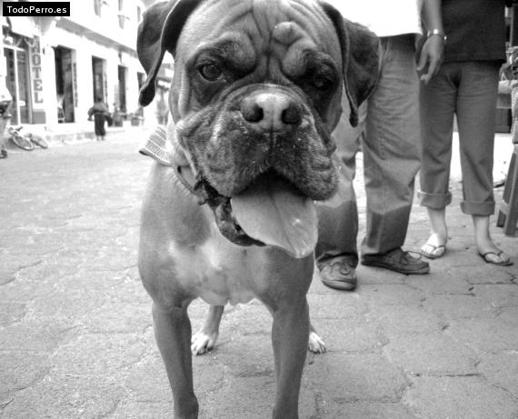 La foto del perro