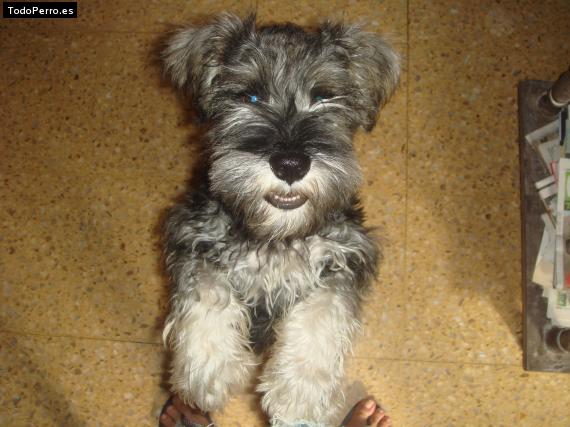 La foto del perro