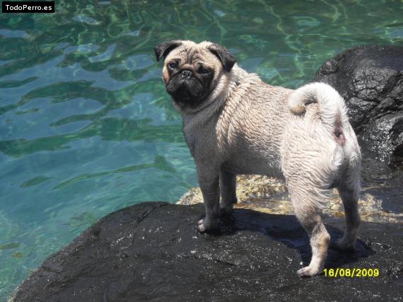 La foto del perro