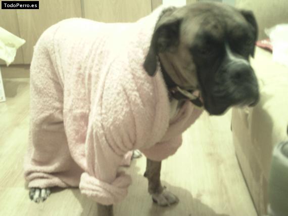 La foto del perro