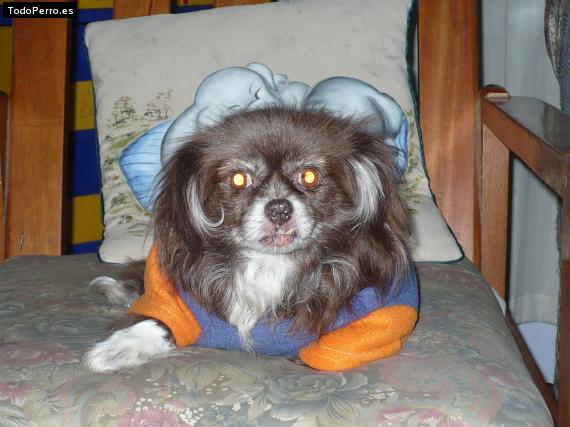 Foto del perro Chapis