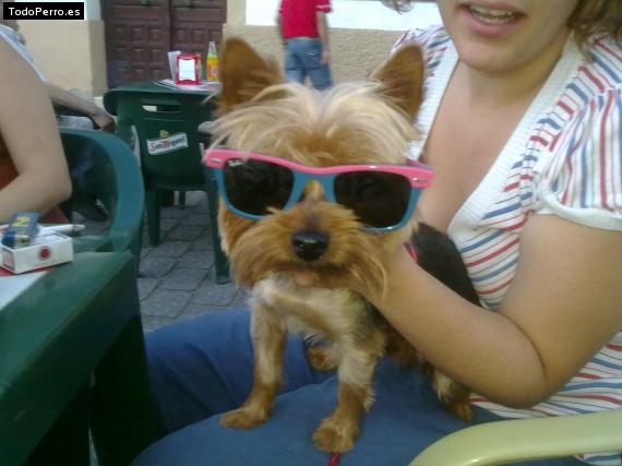 La foto del perro