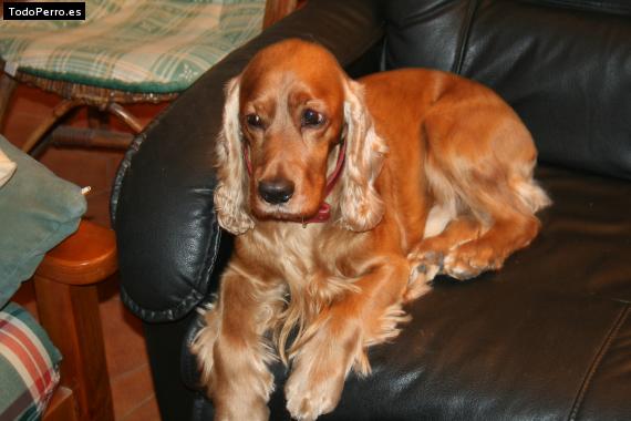 La foto del perro