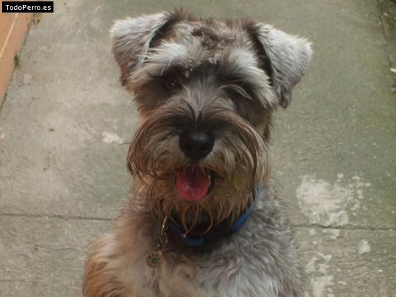 La foto del perro