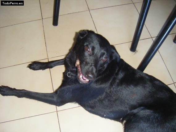 La foto del perro