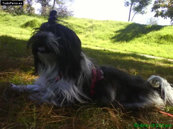 La foto del perro