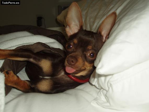 La foto del perro