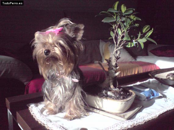 La foto del perro
