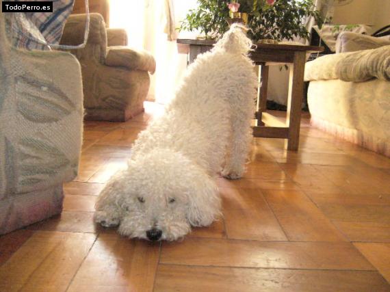 La foto del perro