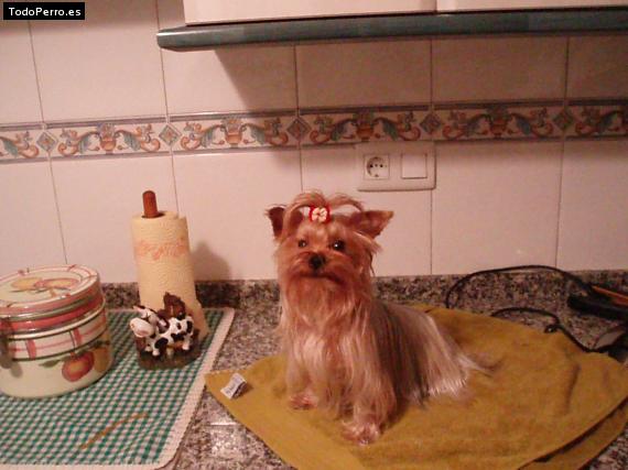 La foto del perro
