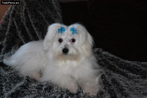 La foto del perro