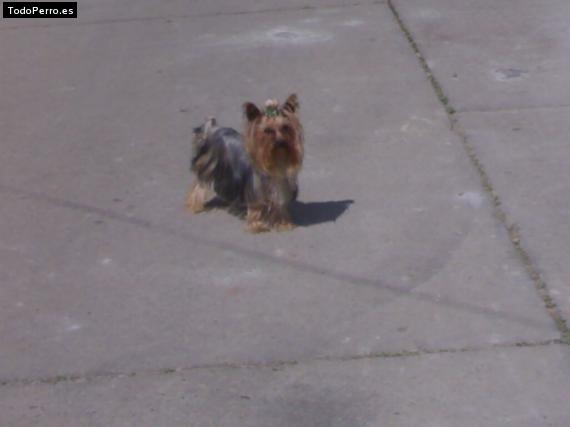 La foto del perro
