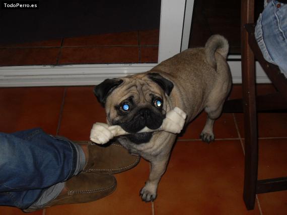 La foto del perro