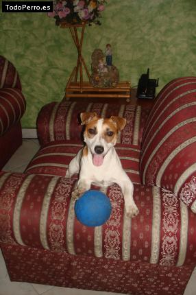 La foto del perro