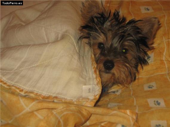 La foto del perro