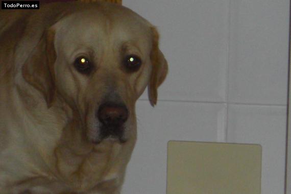 La foto del perro