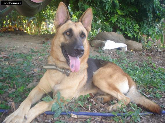 La foto del perro